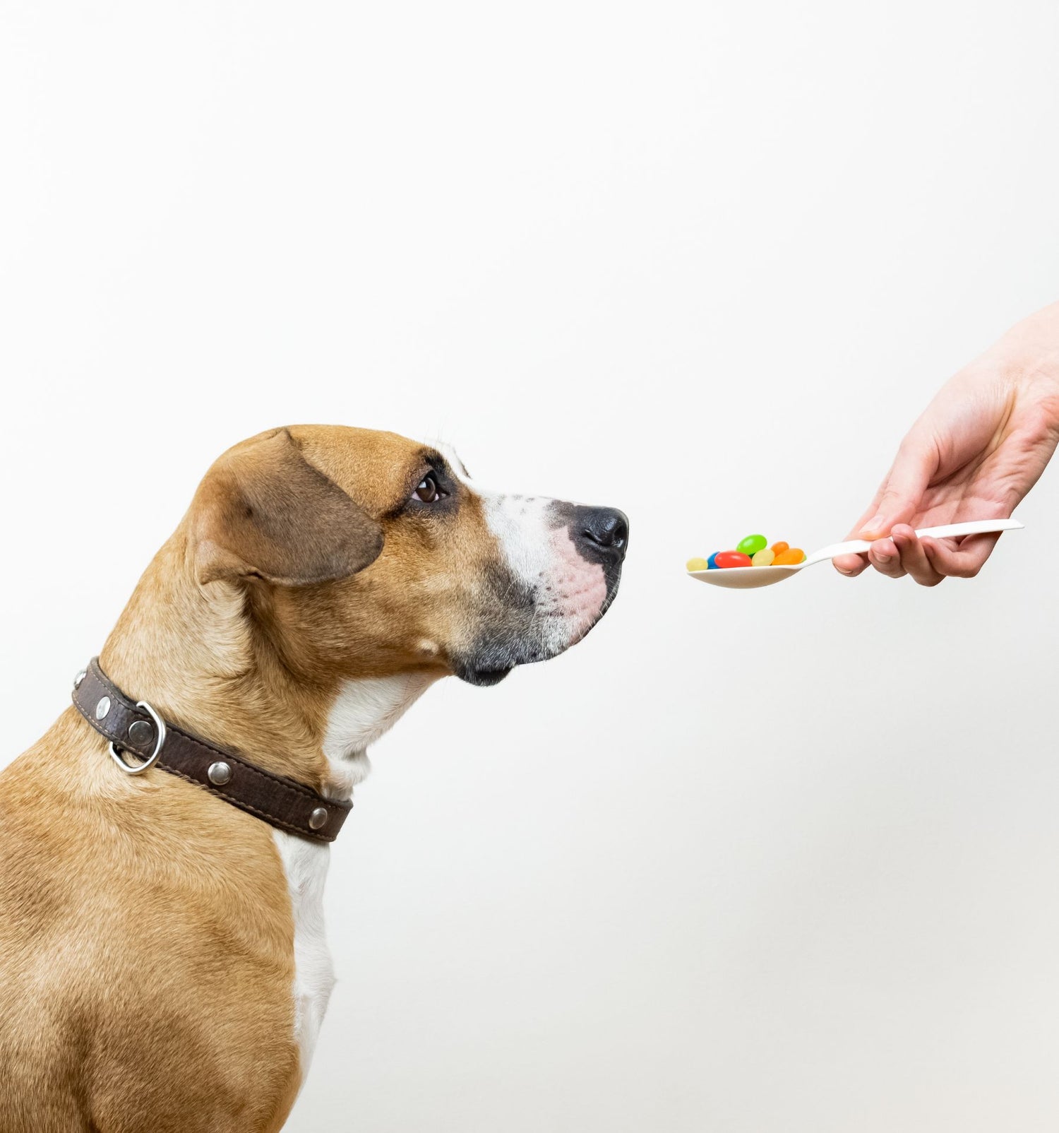 comment-donner-un-medicament-a-mon-chien