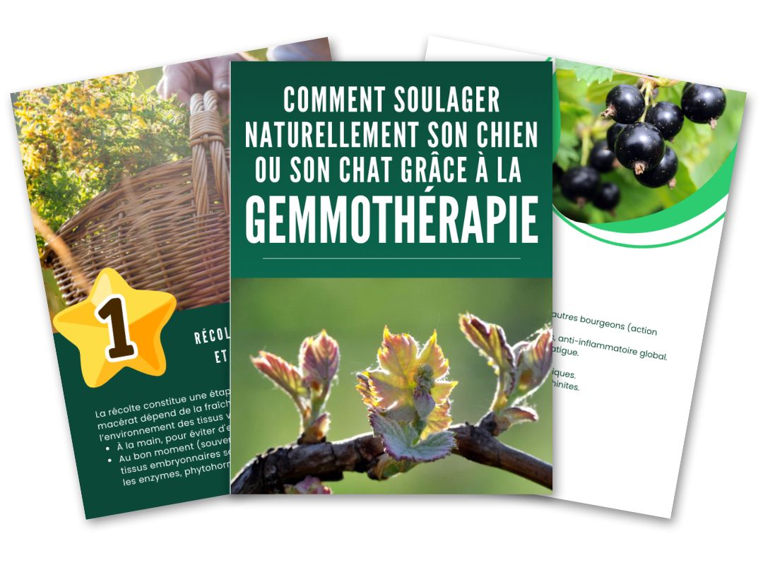 comment-soulager-naturellement-mon-chien
