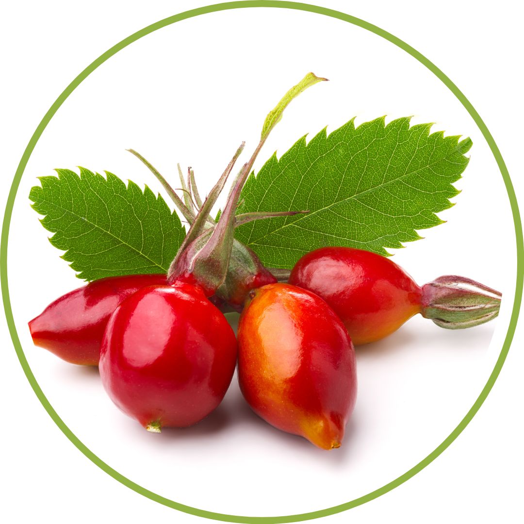 gemmotherapie-bourgeon-d-eglantier