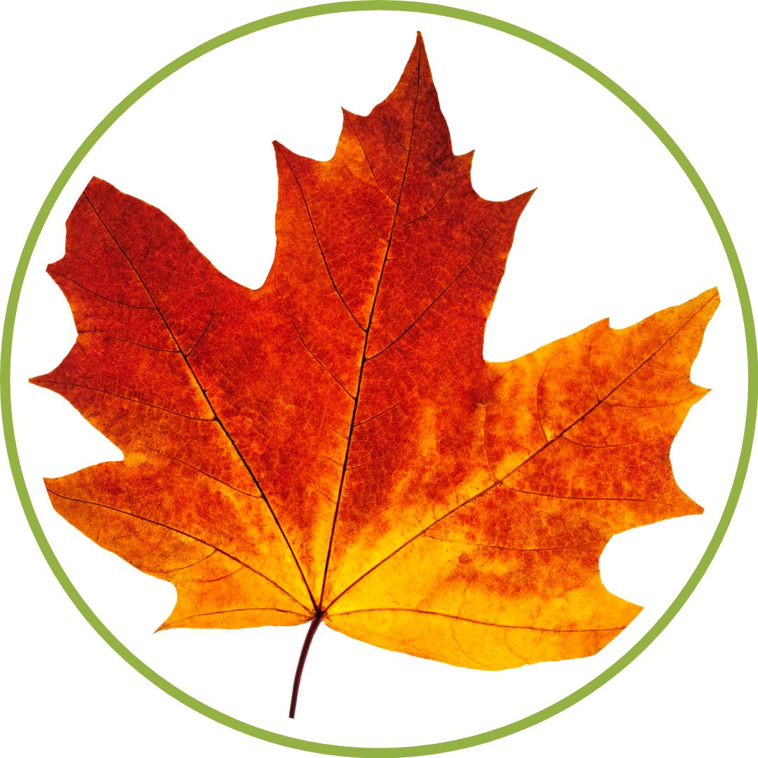 gemmotherapie-bourgeon-erable