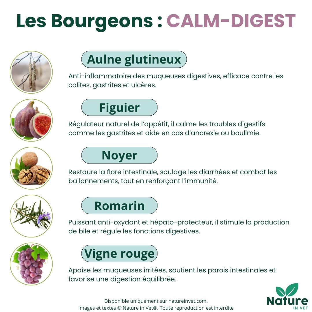 gemmotherapie-bourgeon-figuier-chien-chat