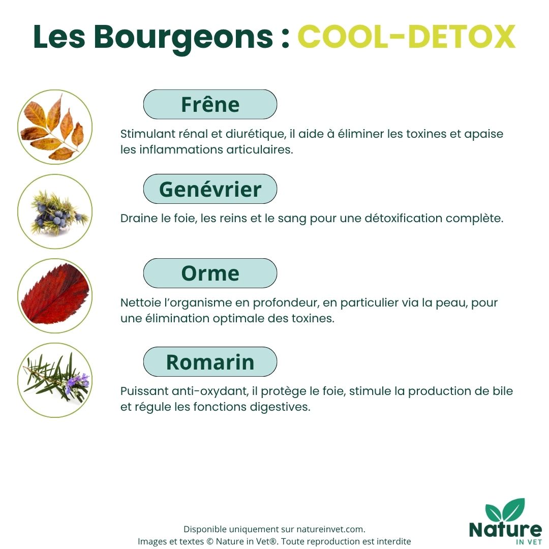 gemmotherapie-bourgeon-genevrier-chien-chat