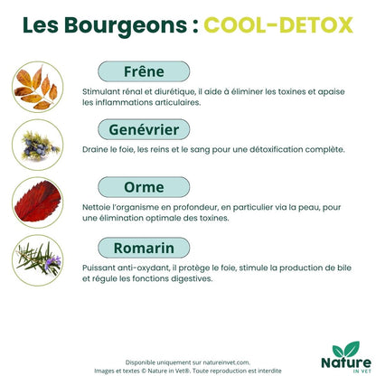 gemmotherapie-bourgeon-genevrier-chien-chat