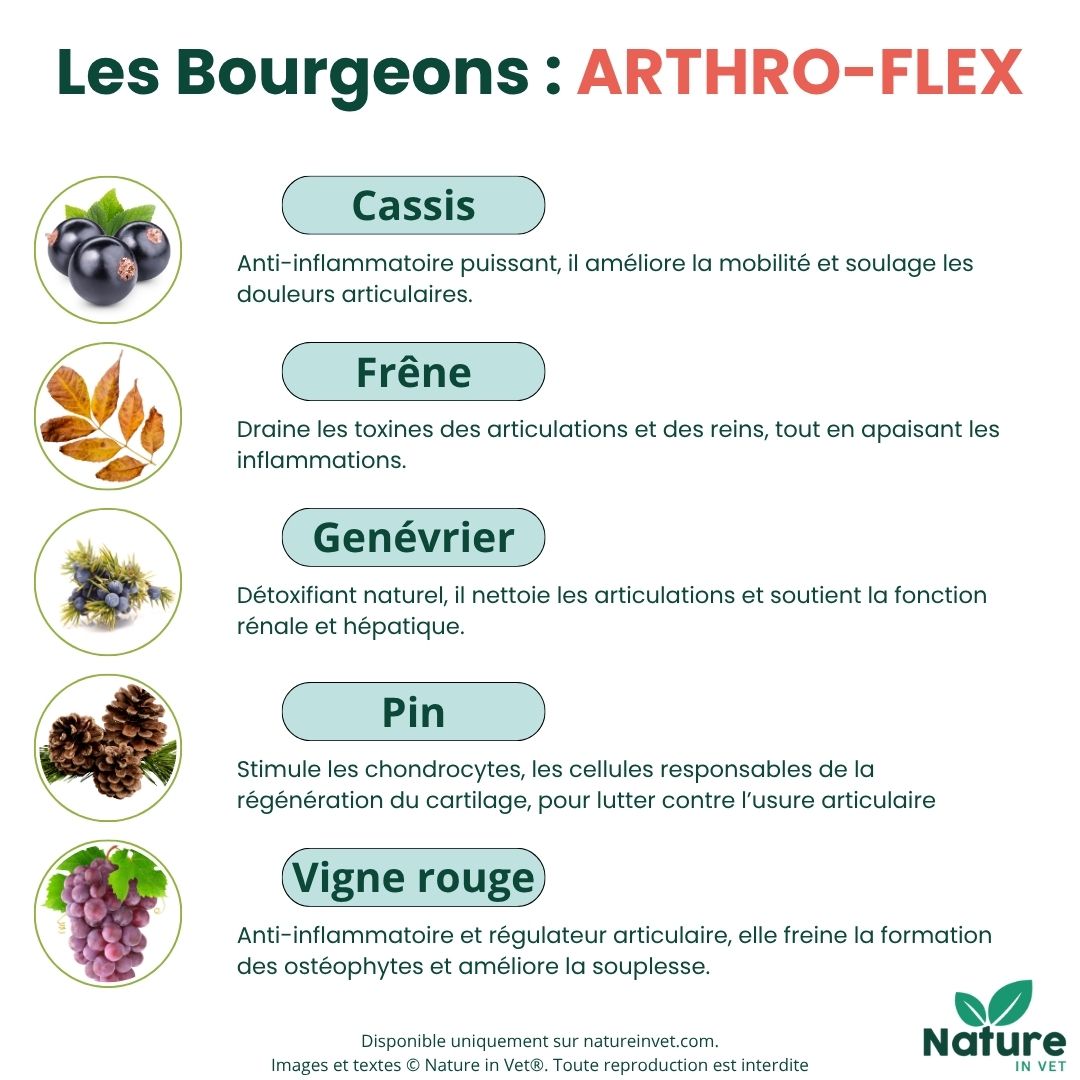 gemmotherapie-bourgeon-pin-chien-chat