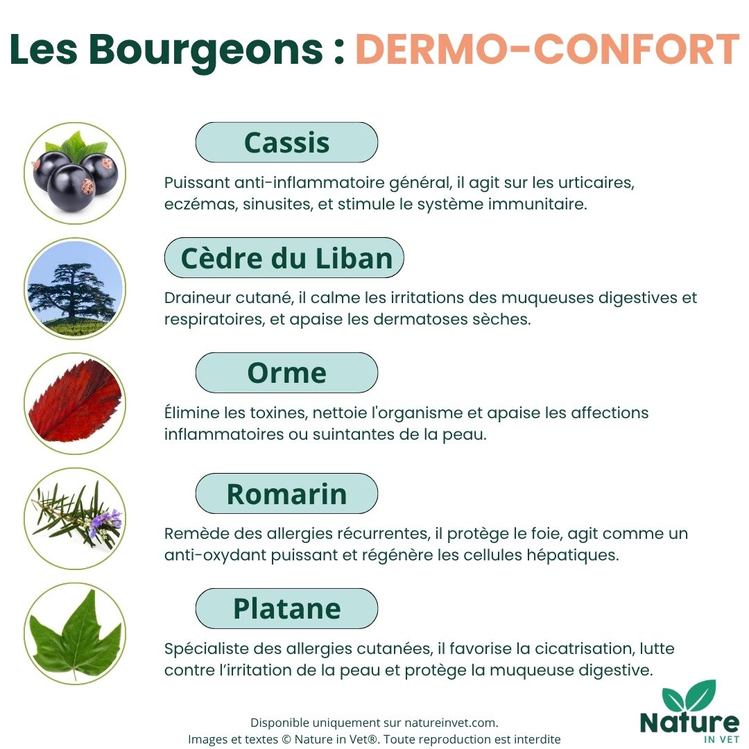 gemmotherapie-bourgeon-platane-chien-chat