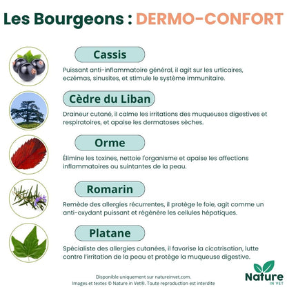 gemmotherapie-bourgeon-platane-chien-chat