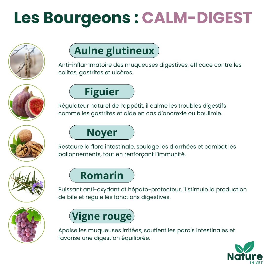 gemmotherapie bourgeon figuier chien chat 