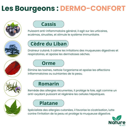 gemmotherapie bourgeon platane chien chat 