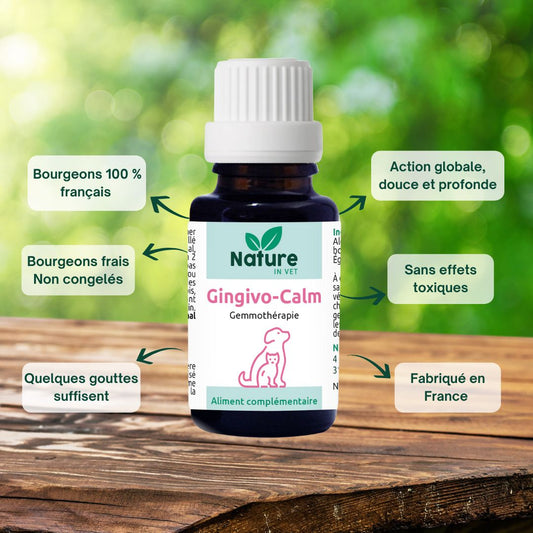 gingivite chat phytotherapie 