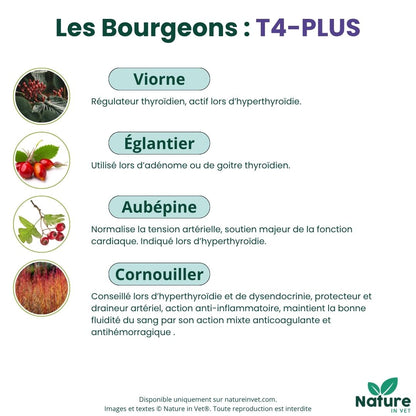 hyperthyroidie-chat-bourgeon-viorne