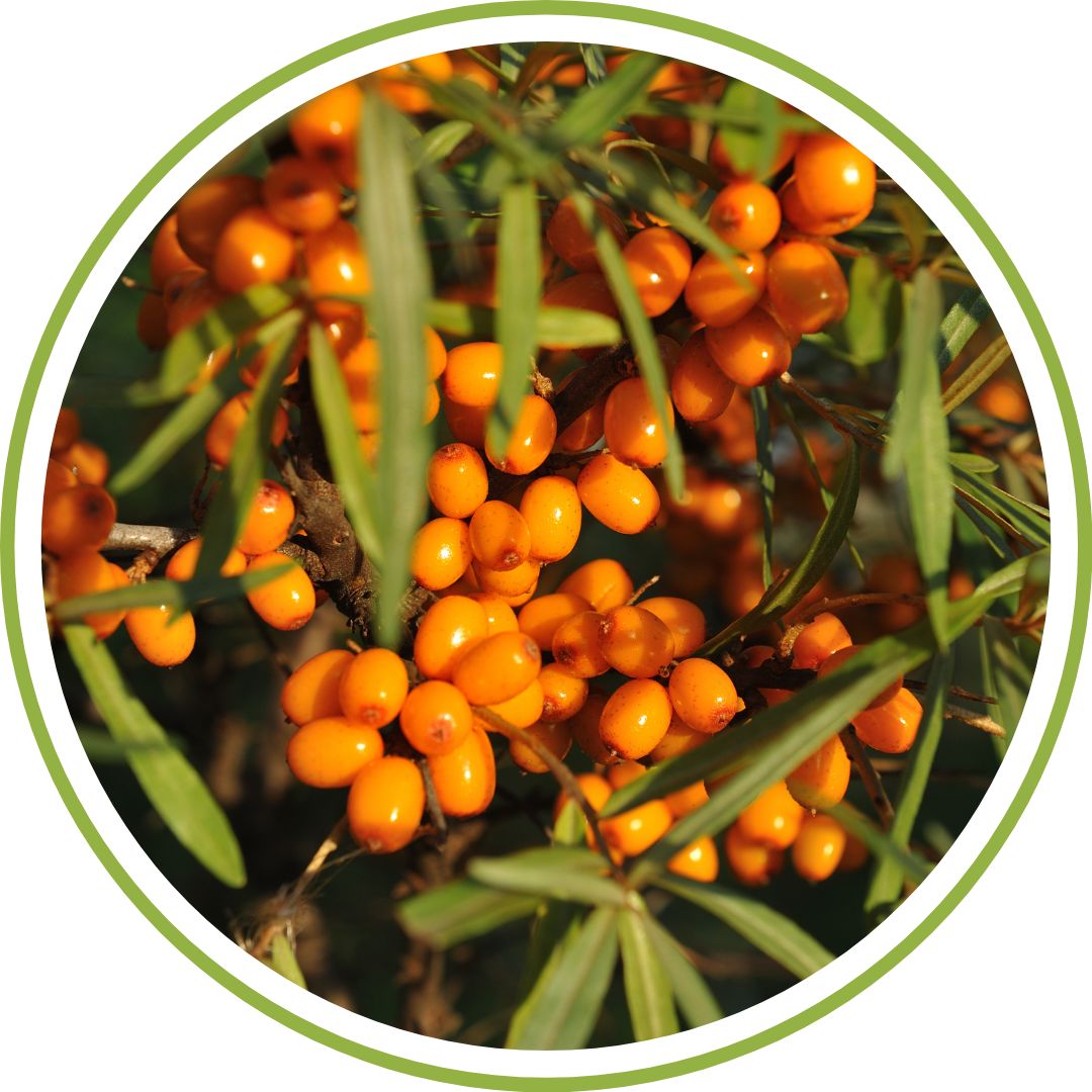 jeune-pousse-d-argousier-phytotherapie