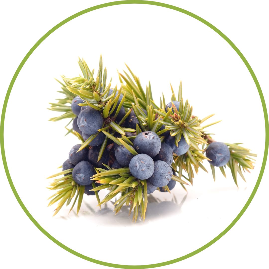 jeune-pousse-de-genevrier-phytotherapie