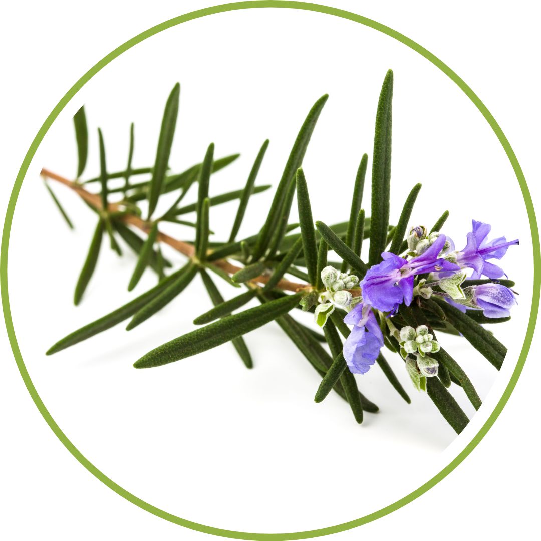 jeune-pousse-de-romarin-phytotherapie