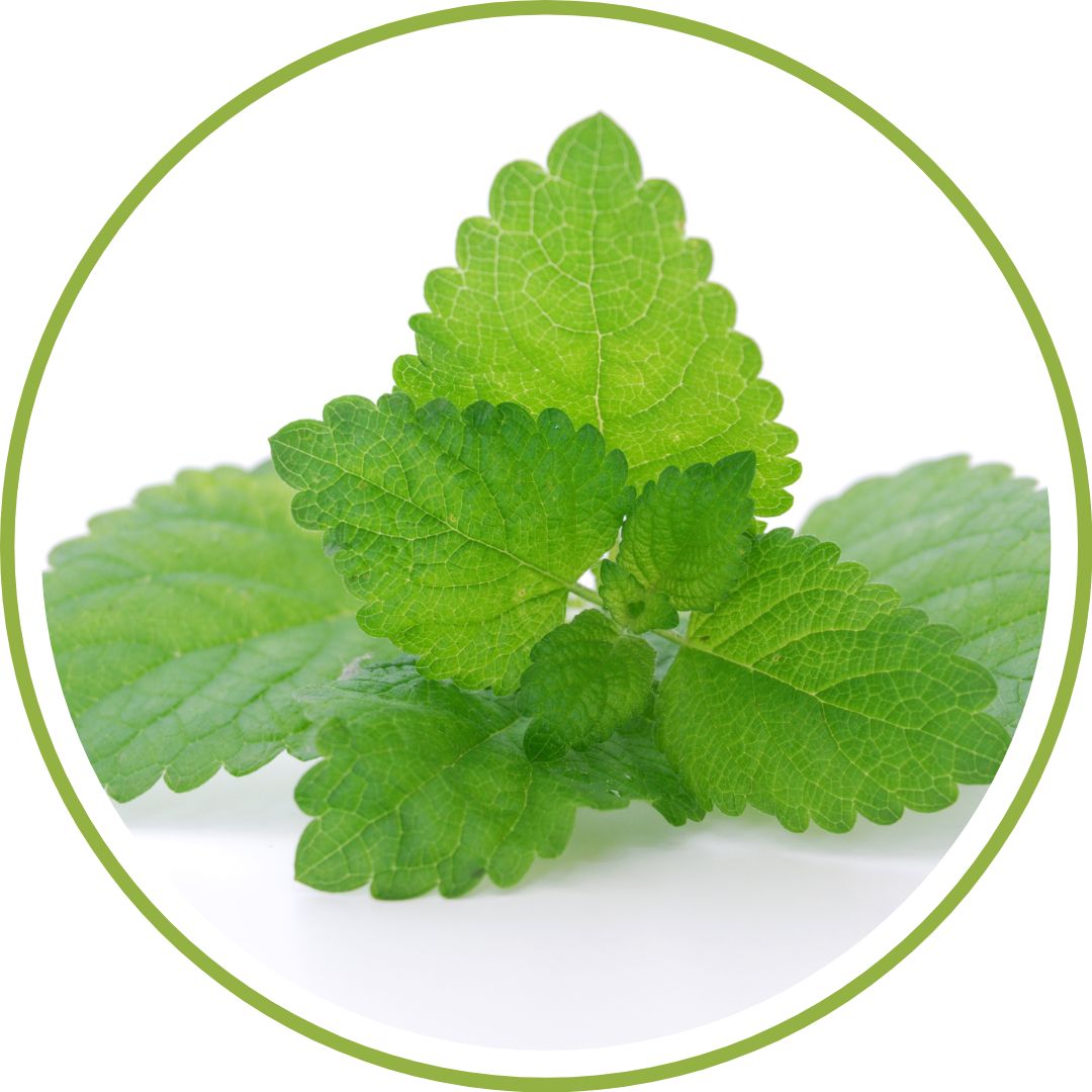 jeune-pousse-melisse-phytotherapie