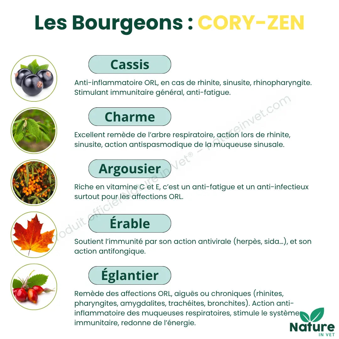 macerat-de-bourgeon-coryza-chat