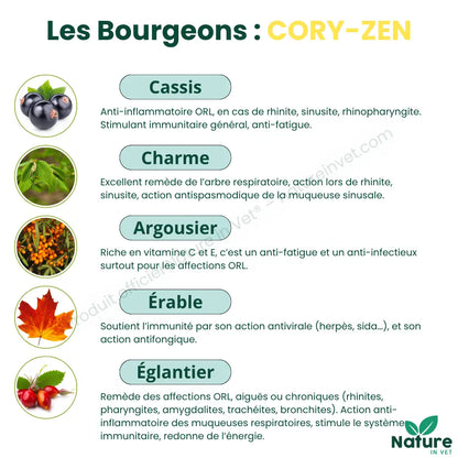 macerat-de-bourgeon-coryza-chat
