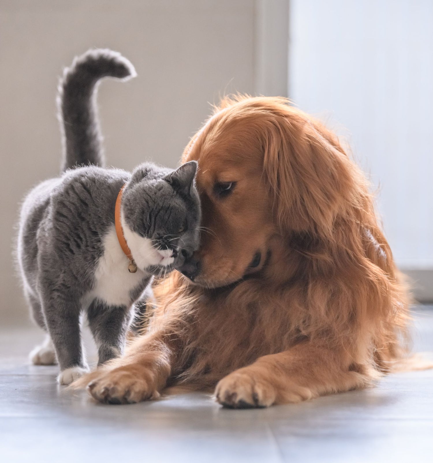 phytotherapie-pour-animaux