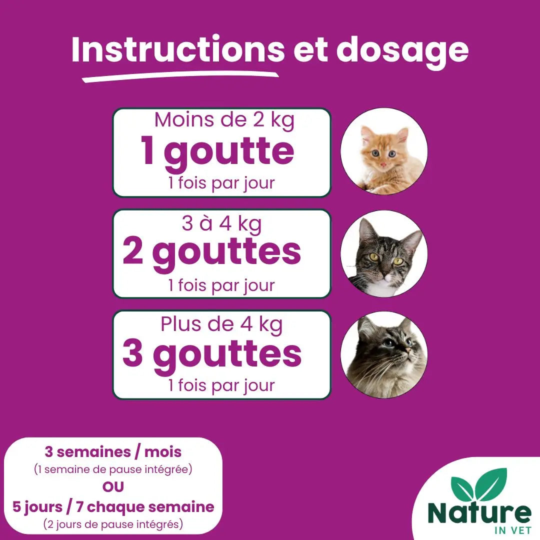 posologie-gemmotherapie-chat-senior