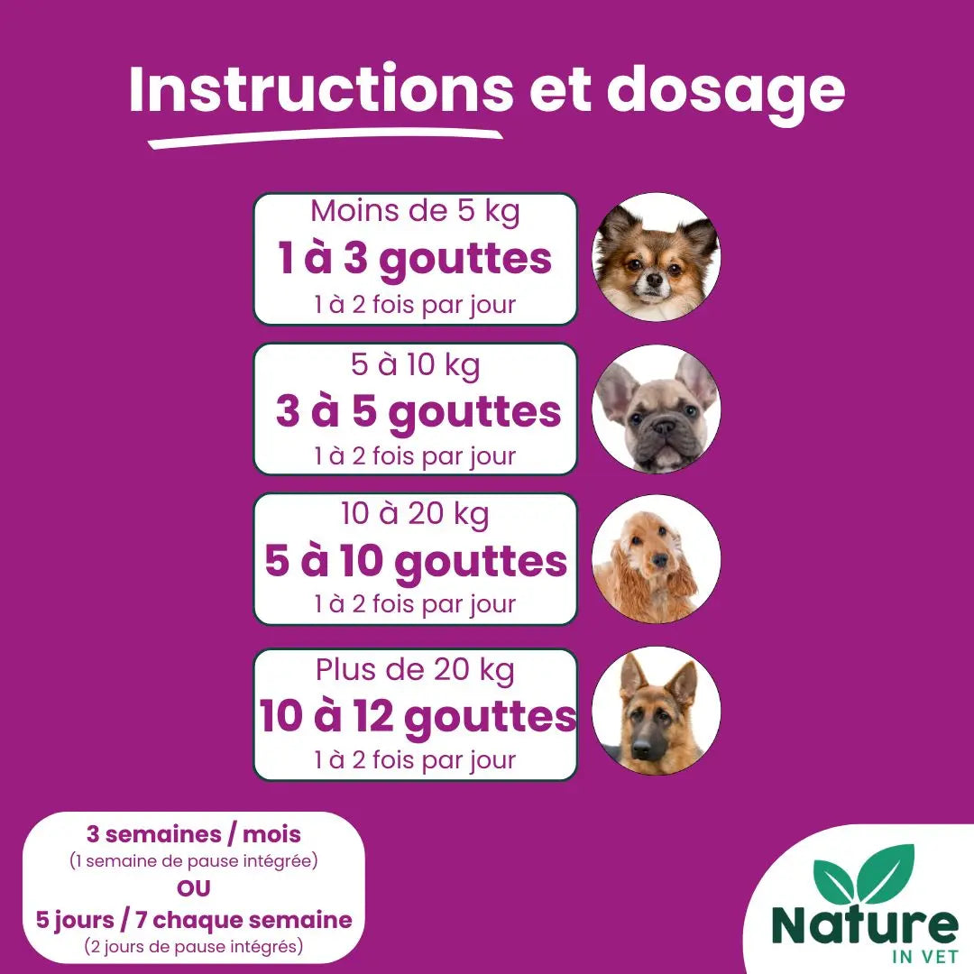 posologie-gemmotherapie-chien-senior