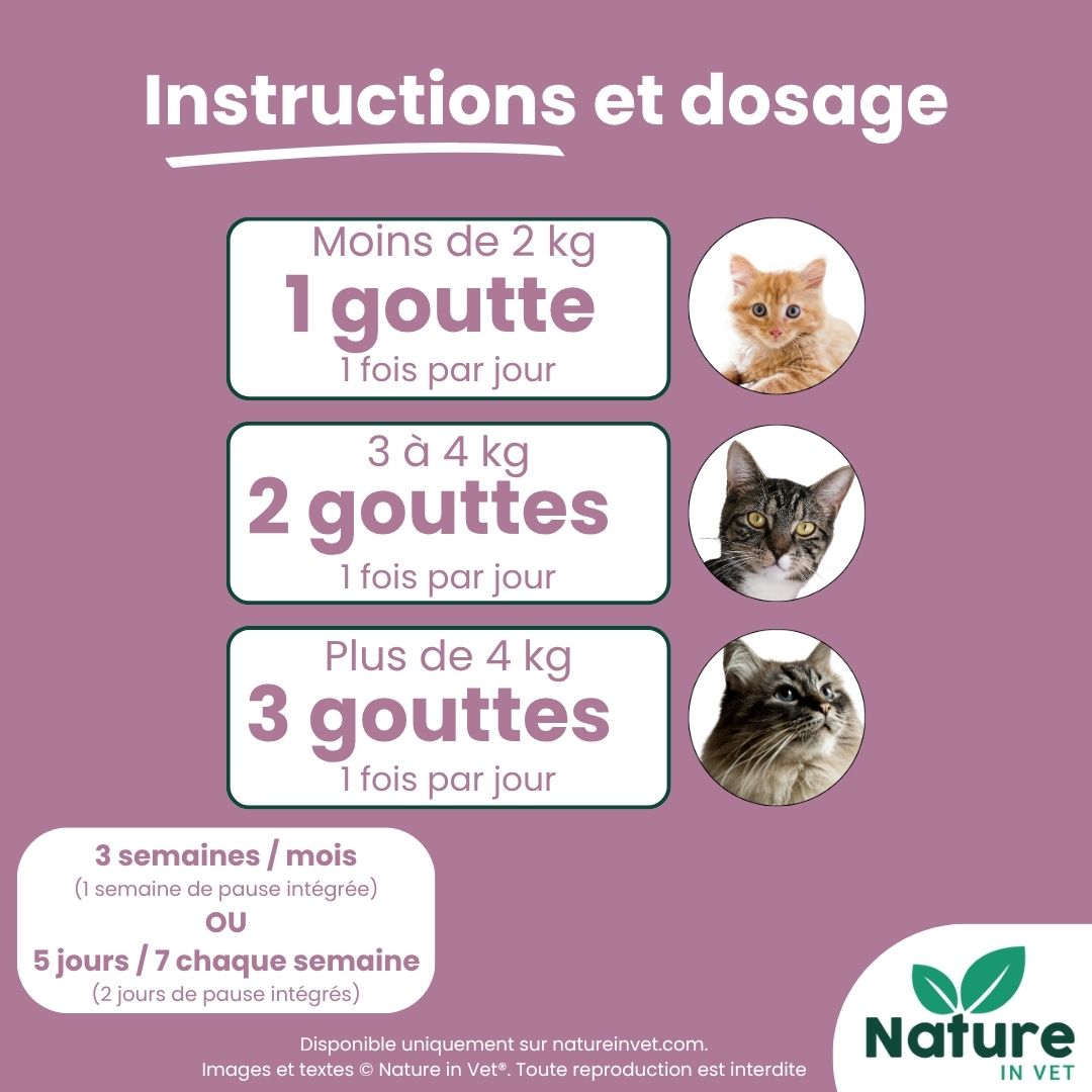 posologie-phytotherapie-chat-mici