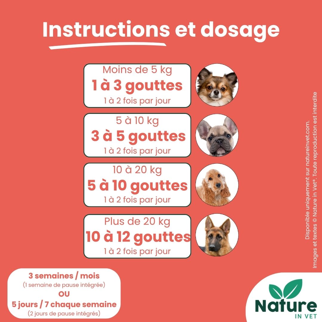 posologie-phytotherapie-chien-arthrose
