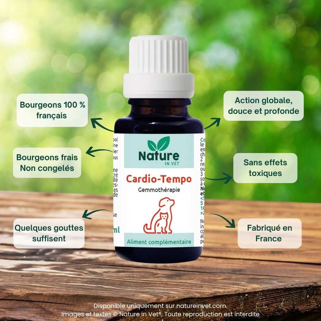 souffle-cardiaque-chien-traitement