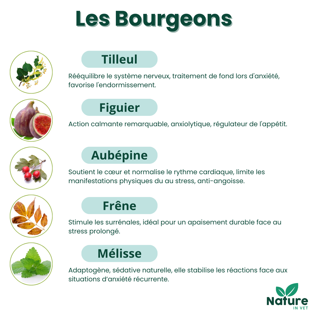 Stop-Stress Nature in Vet, complément naturel en gemmothérapie pour réduire l’anxiété et le stress des chiens et chats, idéal contre l’anxiété de séparation et le mal des transports