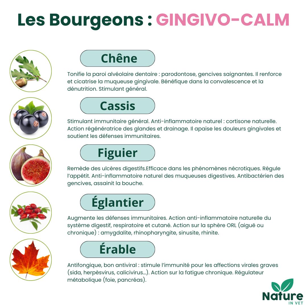 traitement-naturel-pour-la-gingivite-du-chat