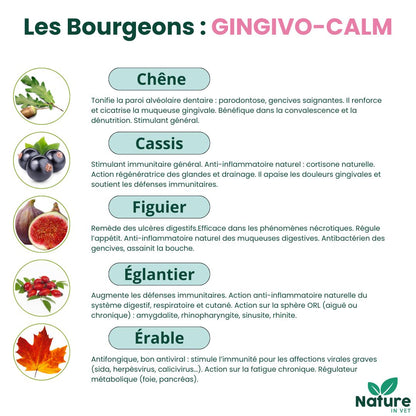 traitement-naturel-pour-la-gingivite-du-chat