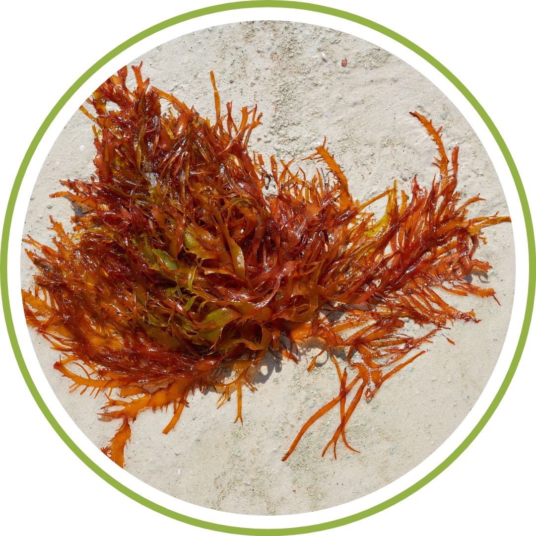 vermifuge-naturel-pour-chat